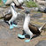 Blue-footed Booby